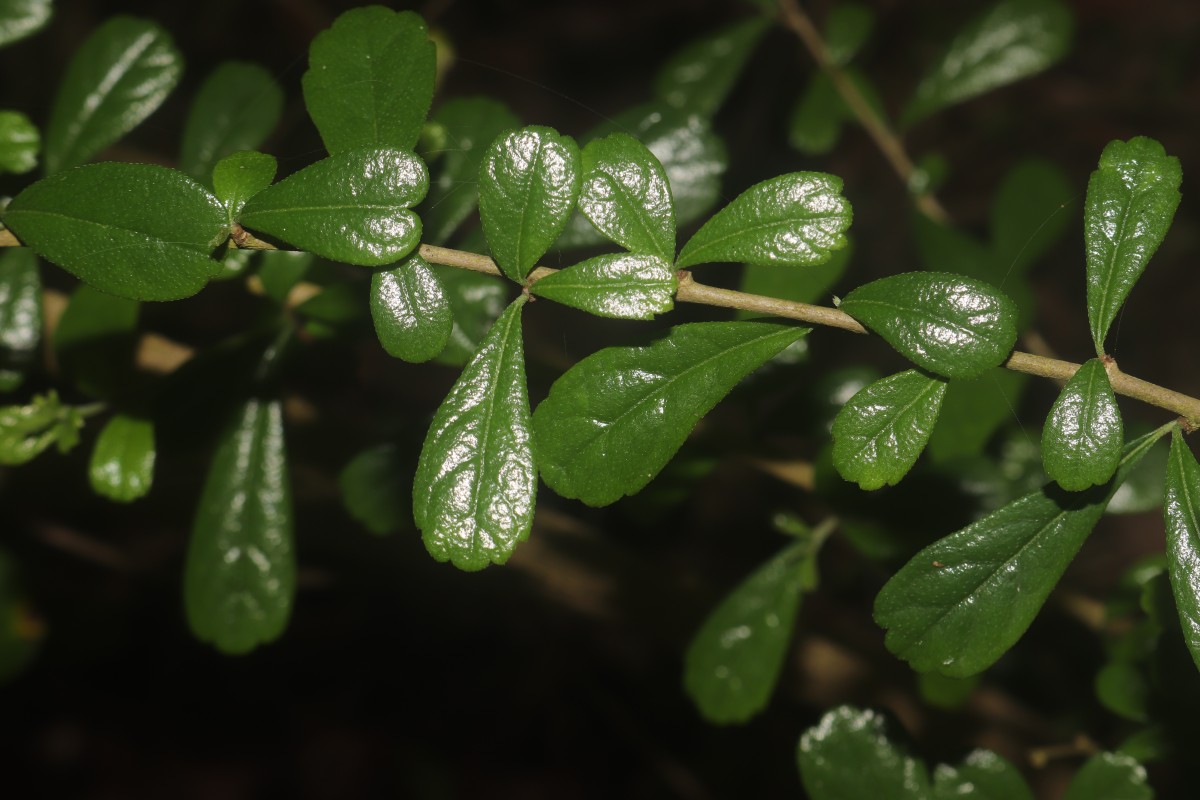 Ehretia microphylla Lam.